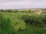 FELD10.JPG (67600 Byte)