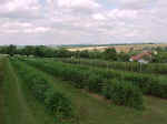 FELD3.JPG (32665 Byte)
