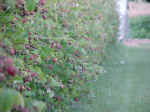 FELD4.JPG (37100 Byte)