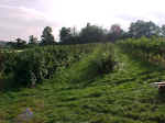 FELD7.JPG (78927 Byte)