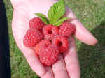 beeren_hand.JPG (40084 Byte)