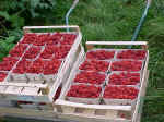 beerenkiste2.JPG (97560 Byte)