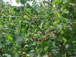 beerenstrauch1.JPG (136556 Byte)