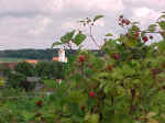 beerenstrauch3.JPG (37650 Byte)