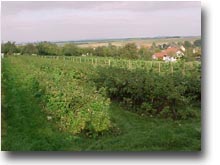 Himbeerfeld