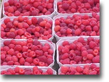 himbeeren.jpg (22465 Byte)